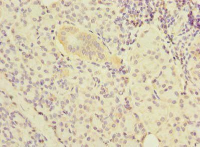 NOL10 Antibody
