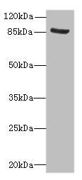 NOL10 antibody