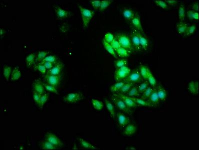 NOL3 Antibody
