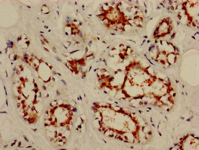 NOL3 Antibody