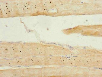 NOL3 Antibody
