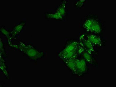 NOL4L antibody