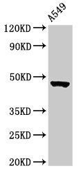 NOL4L Antibody