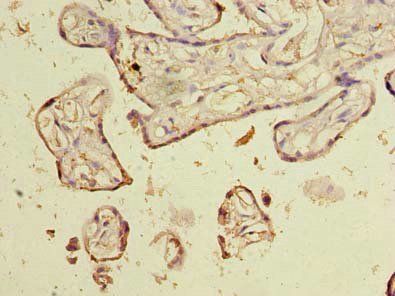 NOL6 antibody