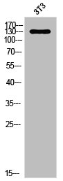 NOL8 antibody