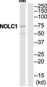 NOLC1 Antibody