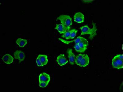 NOMO1 Antibody