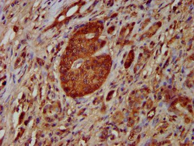 NOMO1 Antibody