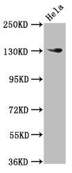 NOMO1 antibody