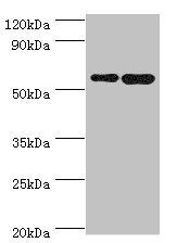 SCP2 Antibody