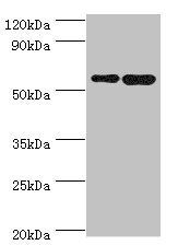 Non-specific lipid-transfer protein antibody
