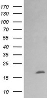 NONO Antibody