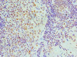 NONO Antibody