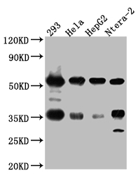 NONO Recombinant Monoclonal Antibody