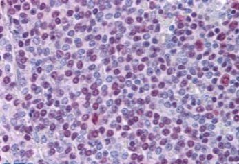 Goat anti-NONO / p54NRB Antibody