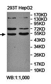 NONO Rabbit Polyclonal Antibody