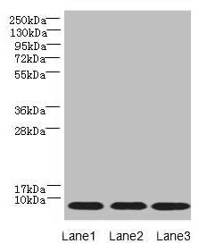 NOP10 antibody