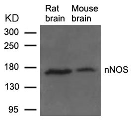 NOS1 (Ab-852) antibody