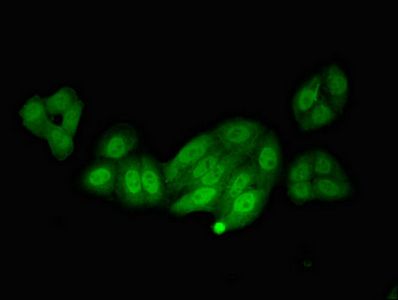 NOS1AP Antibody