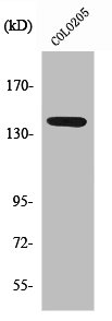 NOS3 Antibody
