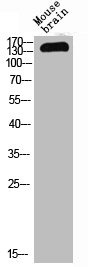 NOS3 Antibody