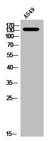 NOS3 antibody