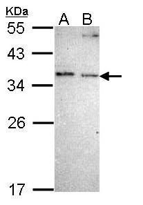 COMM domain containing 7 Antibody