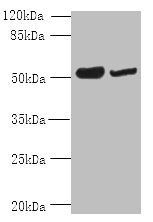 NOSTRIN antibody