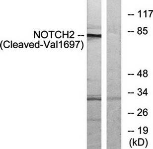 NOTCH2 (Cleaved-Val1697) Antibody