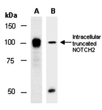 NOTCH2 (C1) Antibody, Rabbit Polyclonal