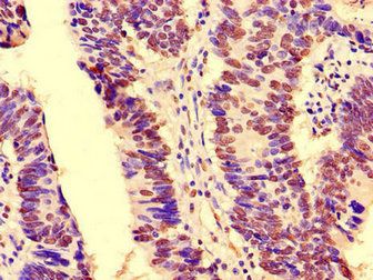 NOTCH3 Antibody
