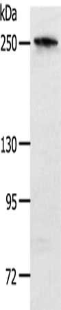 NOTCH3 antibody