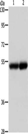 NOTCH4 antibody