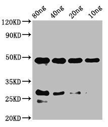 notchl Antibody