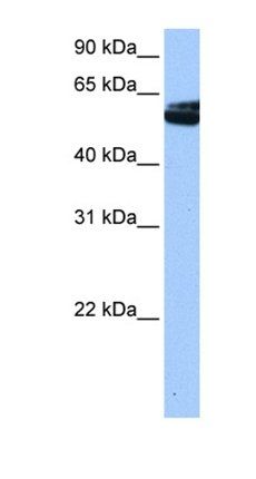 NOVA1 antibody