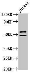 NOVA1 Antibody