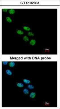 NOVA alternative splicing regulator 1 Antibody