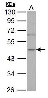 NOVA alternative splicing regulator 1 Antibody