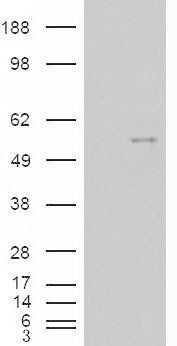 Goat anti-NOVA1 Antibody