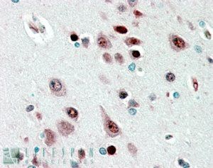 Goat anti-NOVA1 Antibody