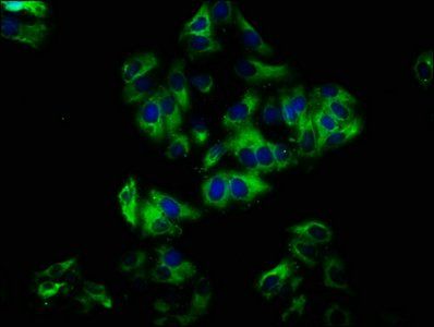 NOX1 antibody