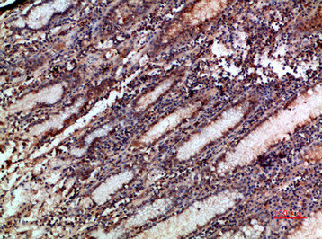 NOX1 Antibody