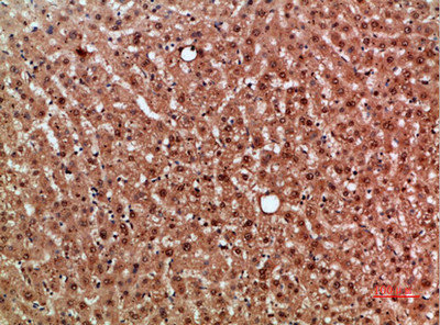 NOX1 antibody