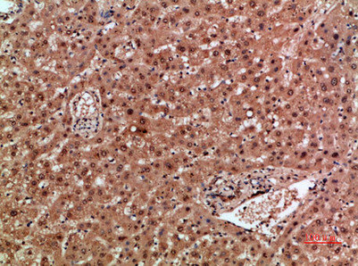 NOX1 antibody