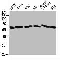 NOX1 antibody