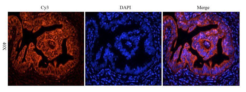 NOX1 antibody