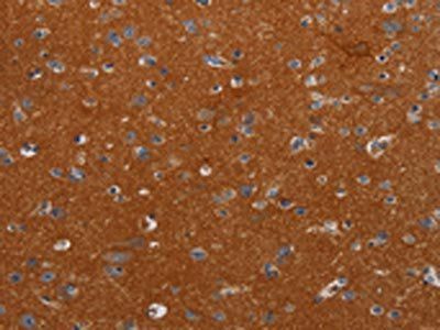 NOX3 Antibody