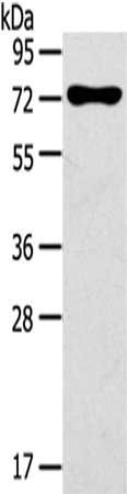 NOX3 antibody