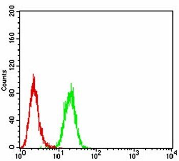 NOX4 Antibody