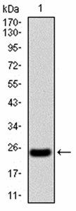 NOX4 Antibody